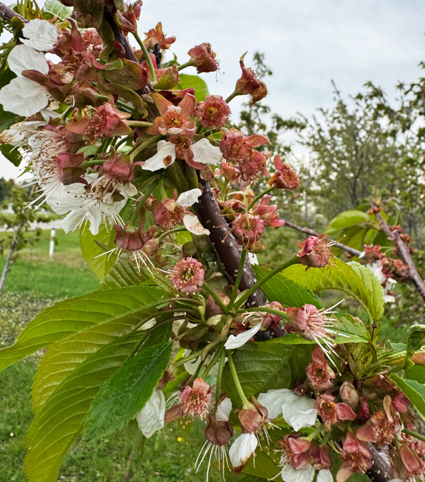 Close-up of a cherry tree branch after bloom with many fading pink and brown flower petals still attached alongside fresh green leaves.